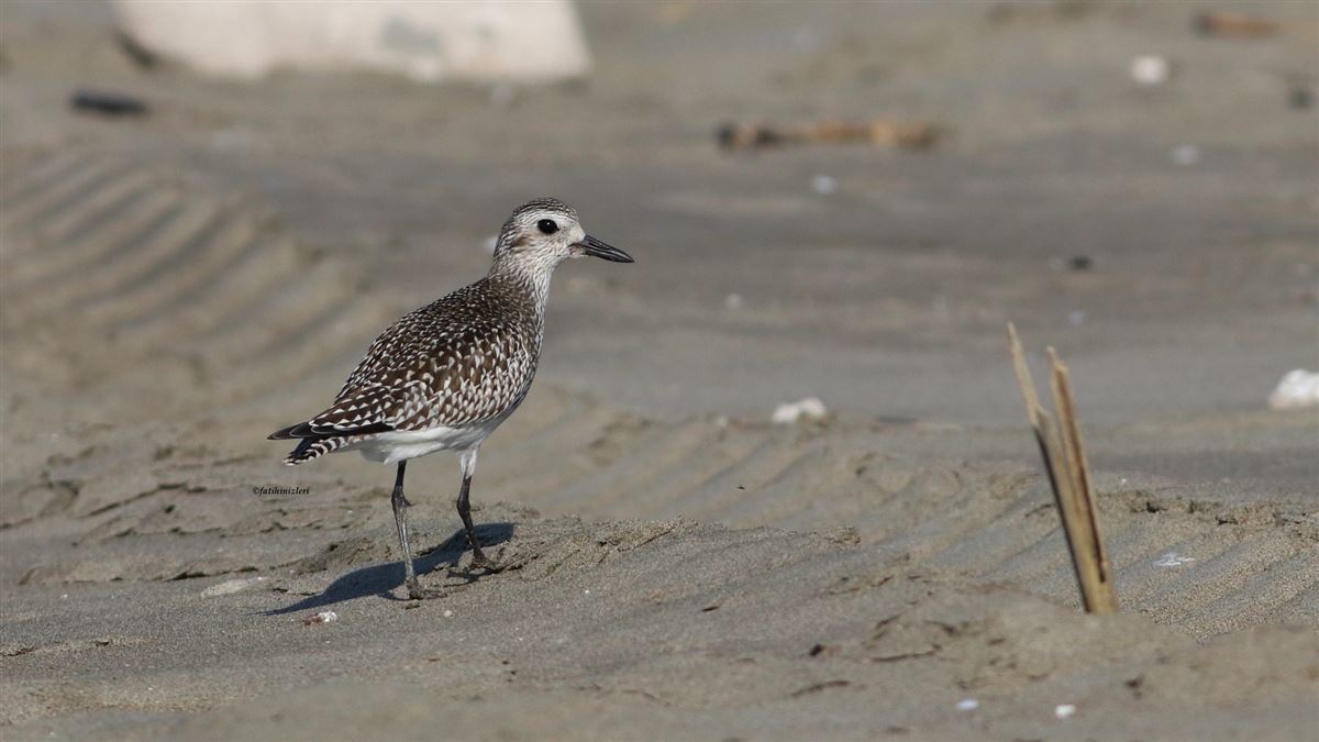 Grey Plover