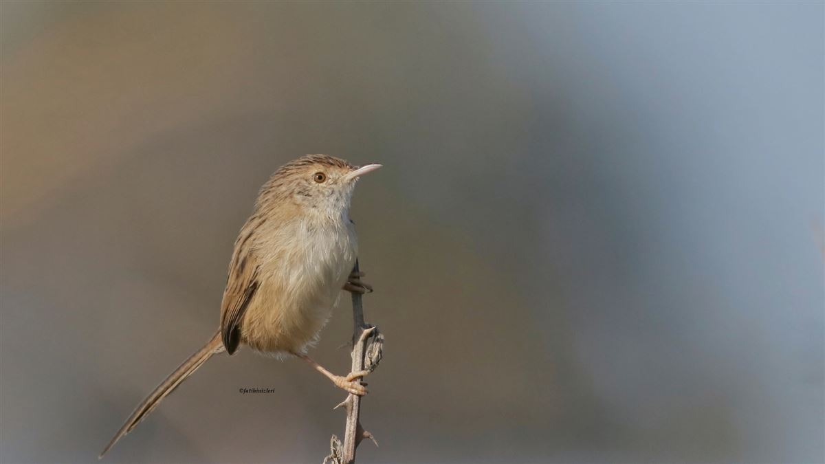 Delicate Prinia