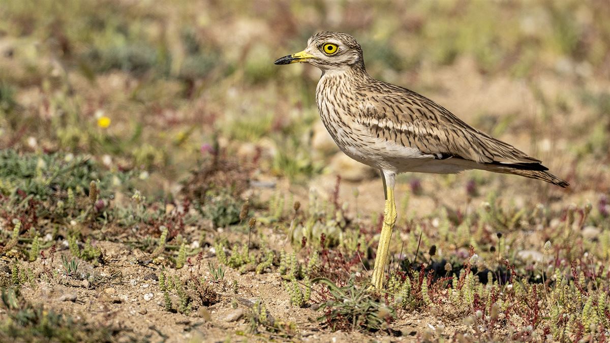 Eurasian Stone-curlew