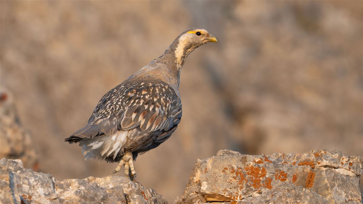 Caspian Snowcock