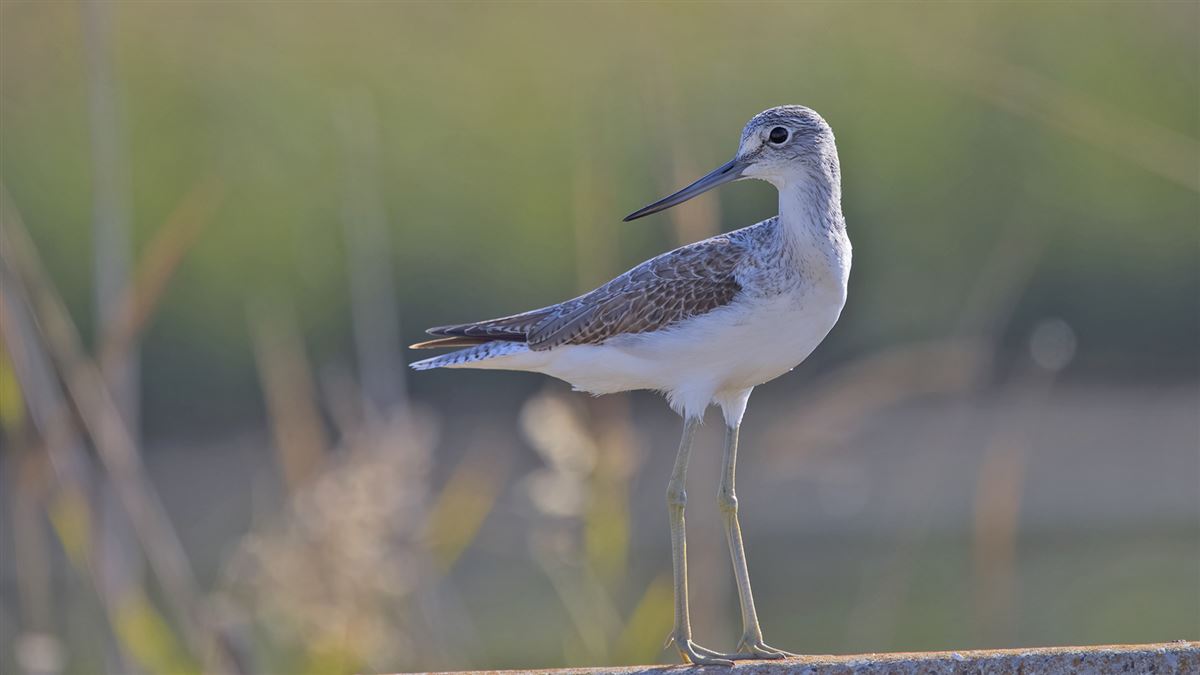 Common Greenshank