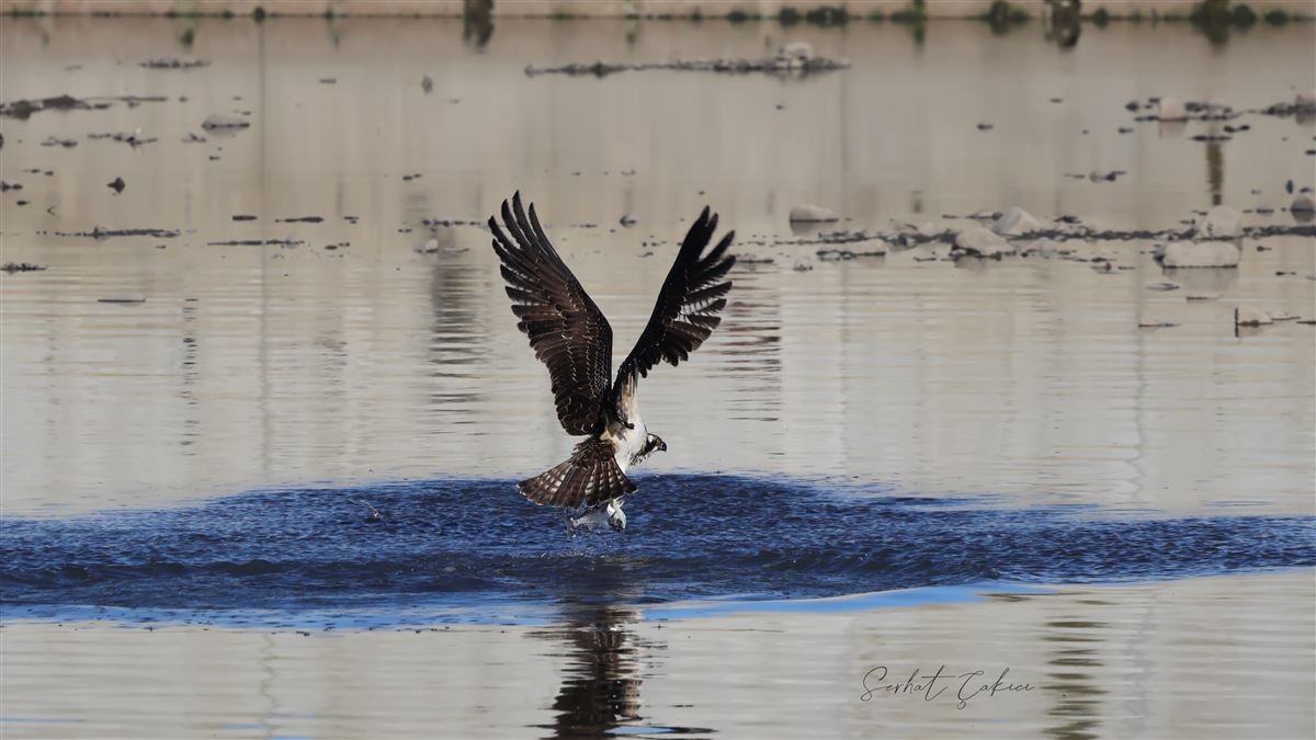Osprey