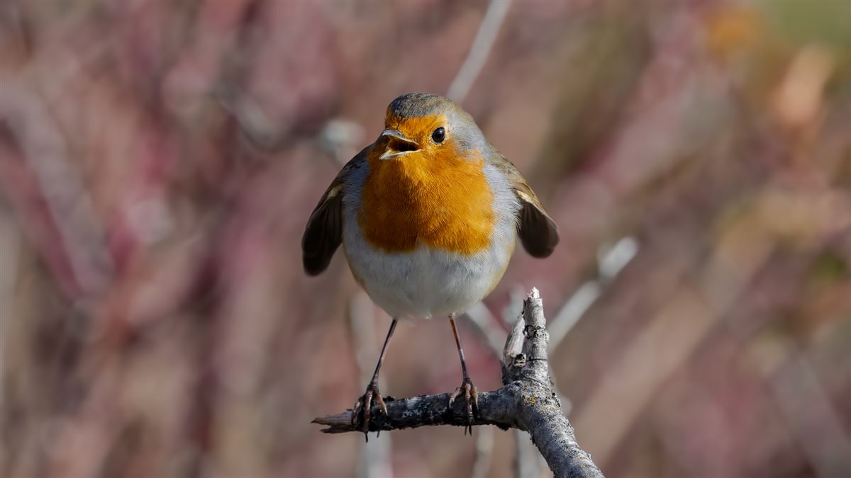 European Robin