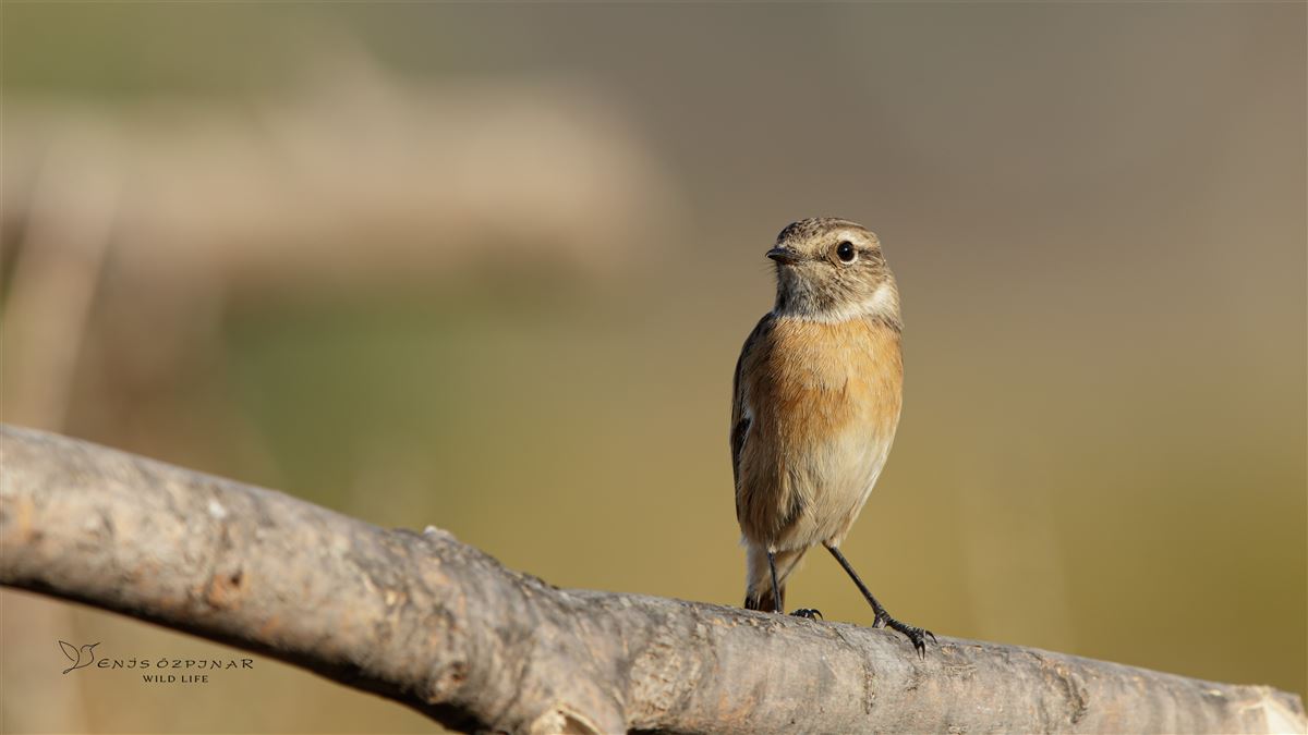 European Stonechat