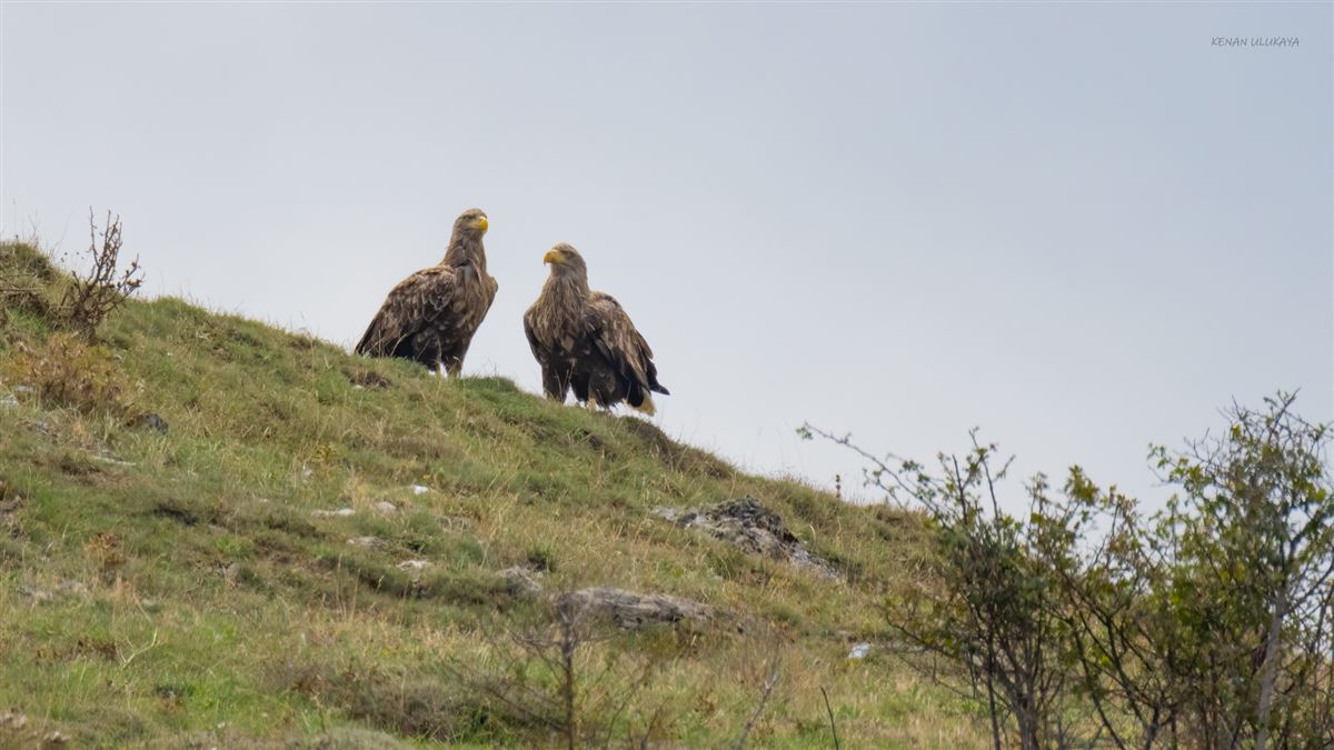 White-tailed Eagle