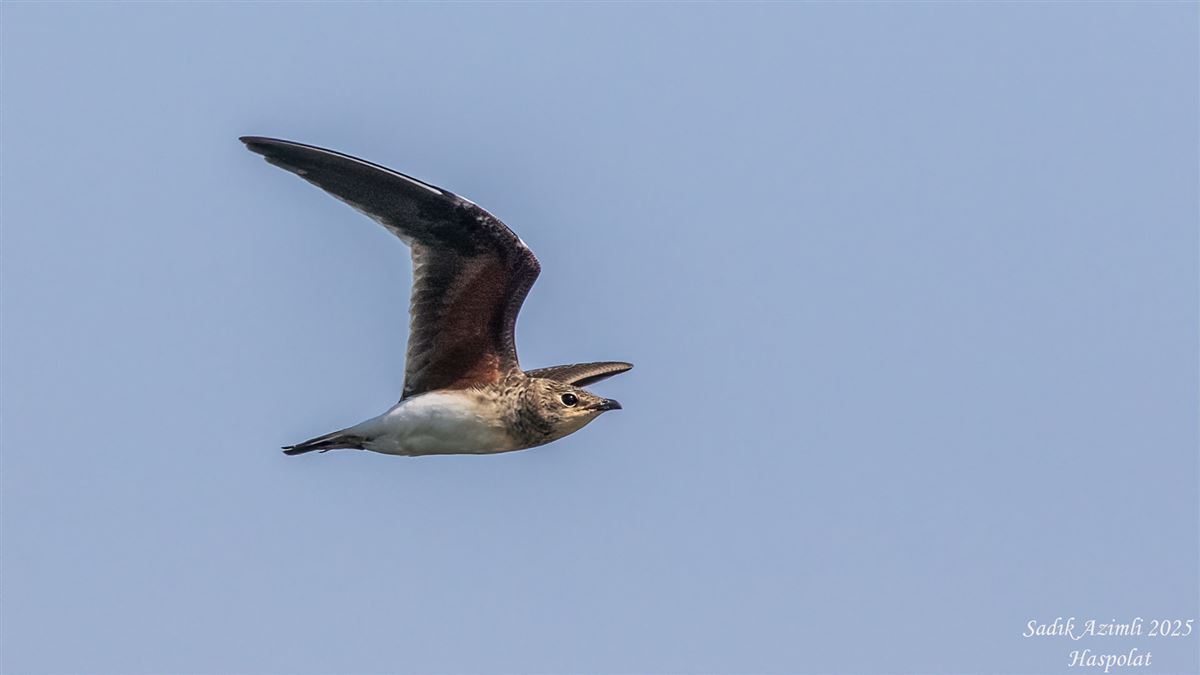 Collared Pratincole