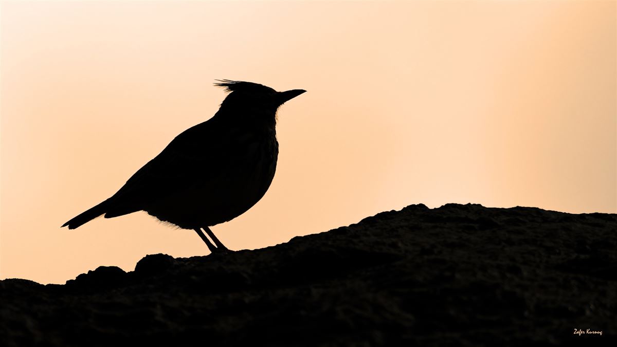 Crested Lark