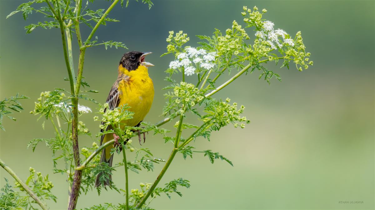 Black-headed Bunting