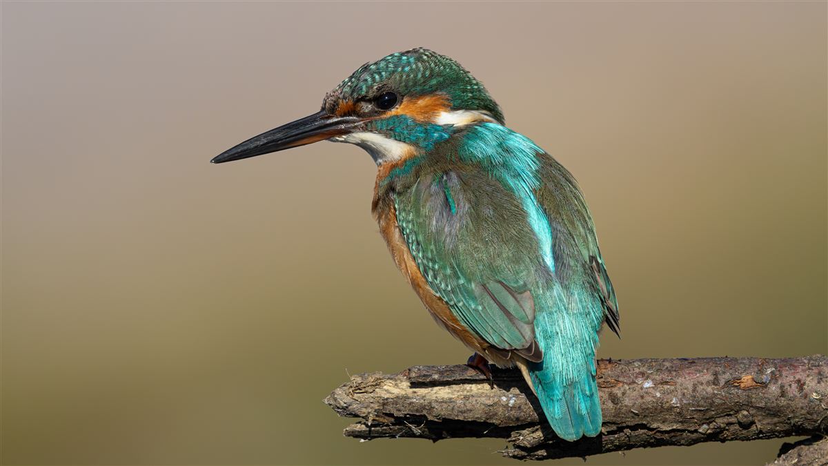 Common Kingfisher