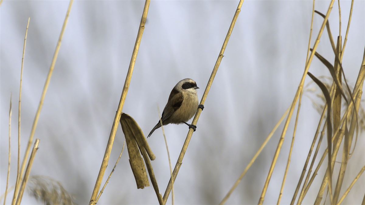 Eurasian Penduline Tit
