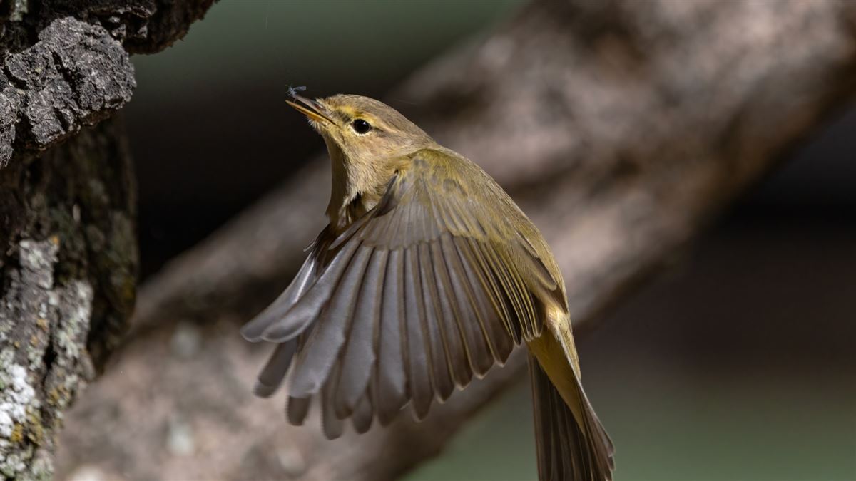 Willow Warbler