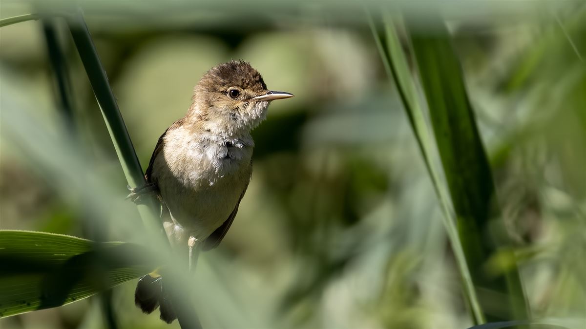 Common Reed Warbler