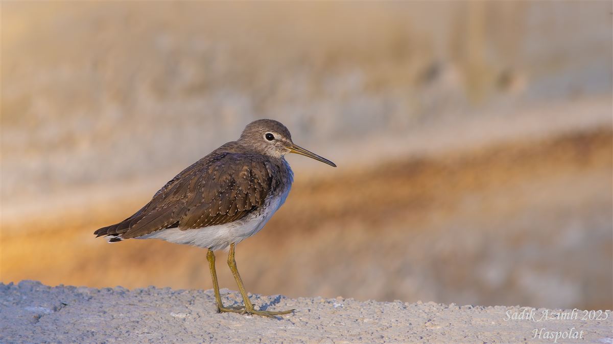 Green Sandpiper