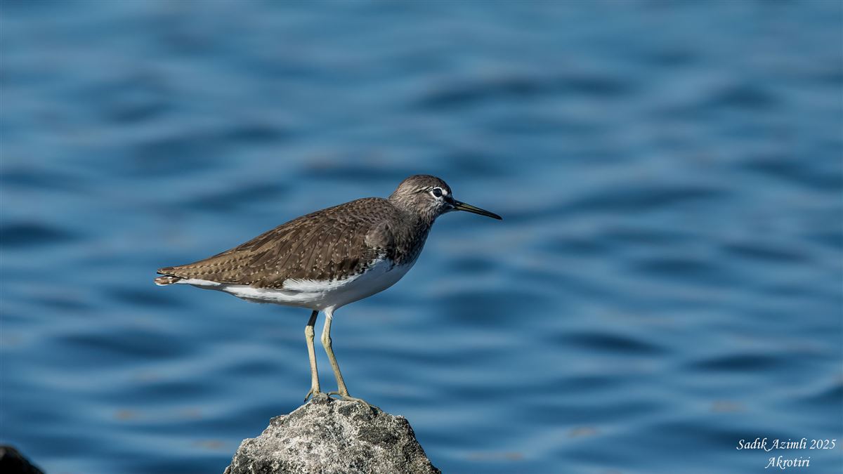 Green Sandpiper