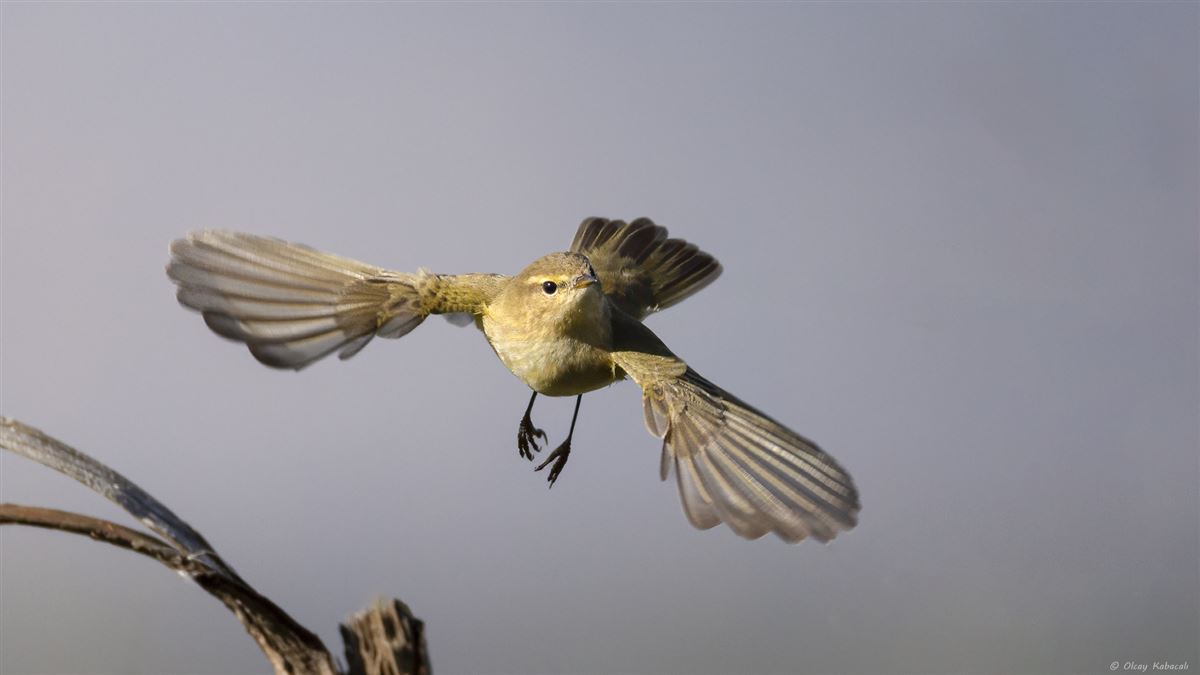 Common Chiffchaff