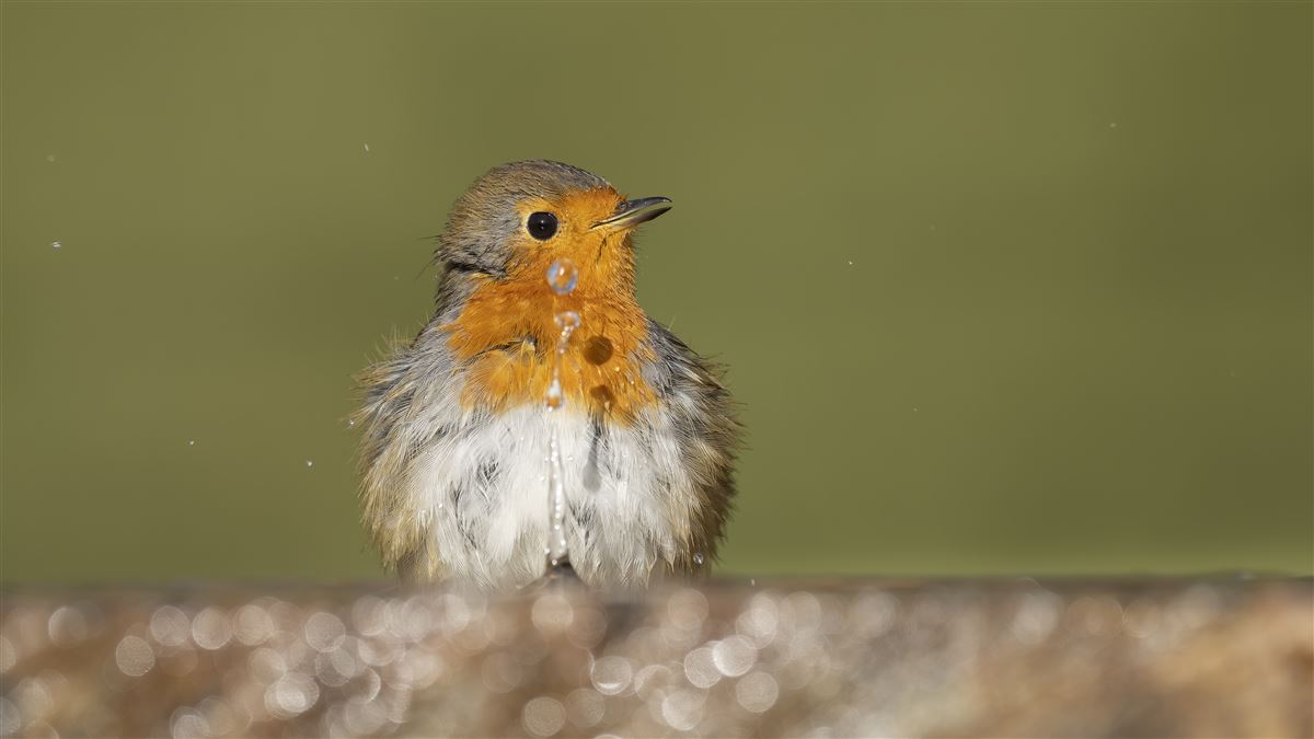 European Robin