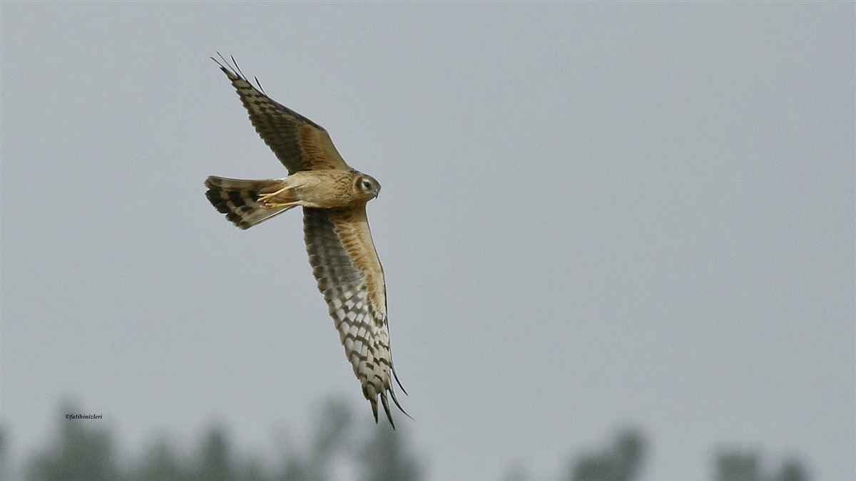 Montagu`s Harrier
