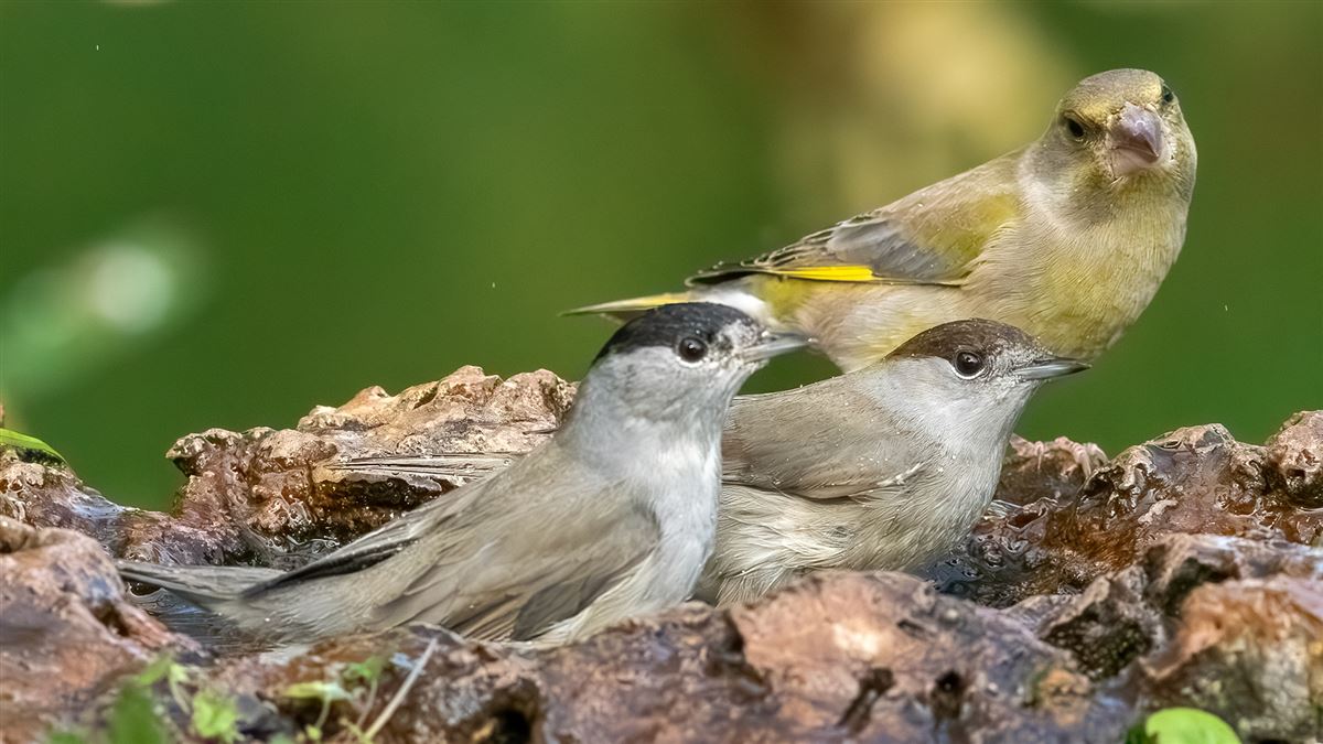 Eurasian Blackcap