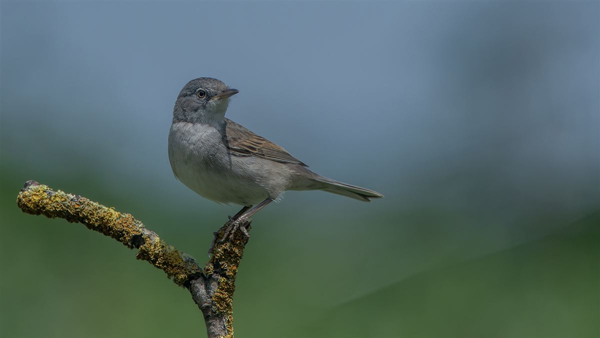 Common Whitethroat