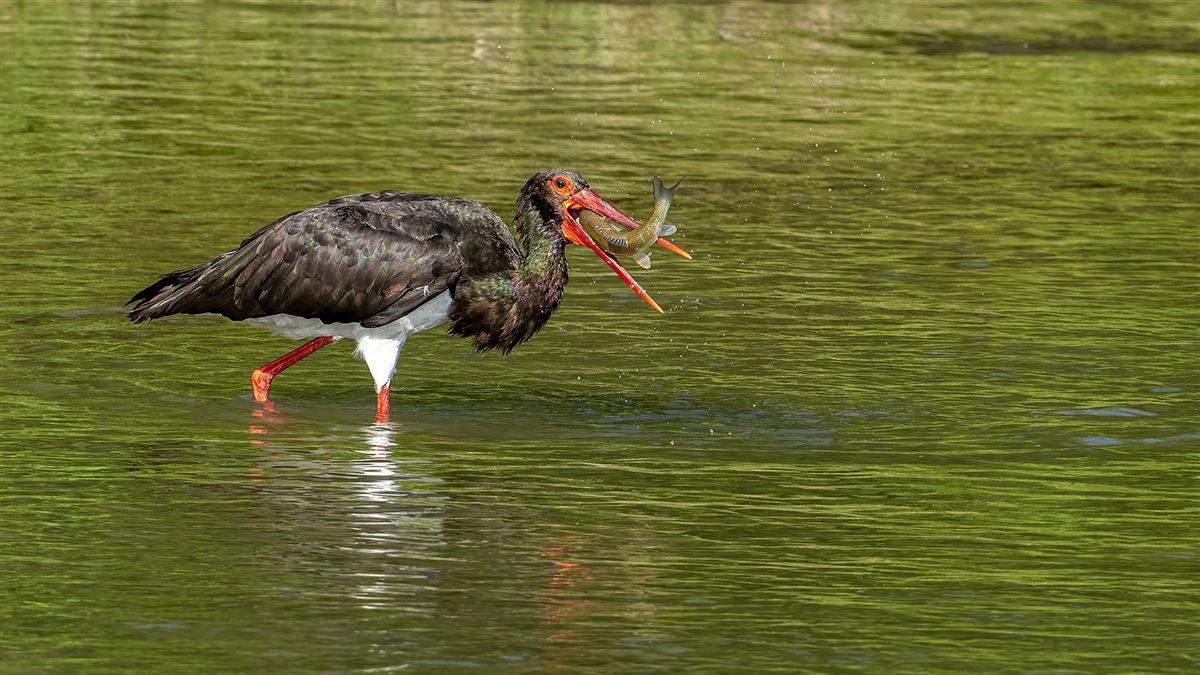 Black Stork