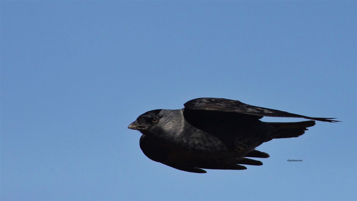 Western Jackdaw