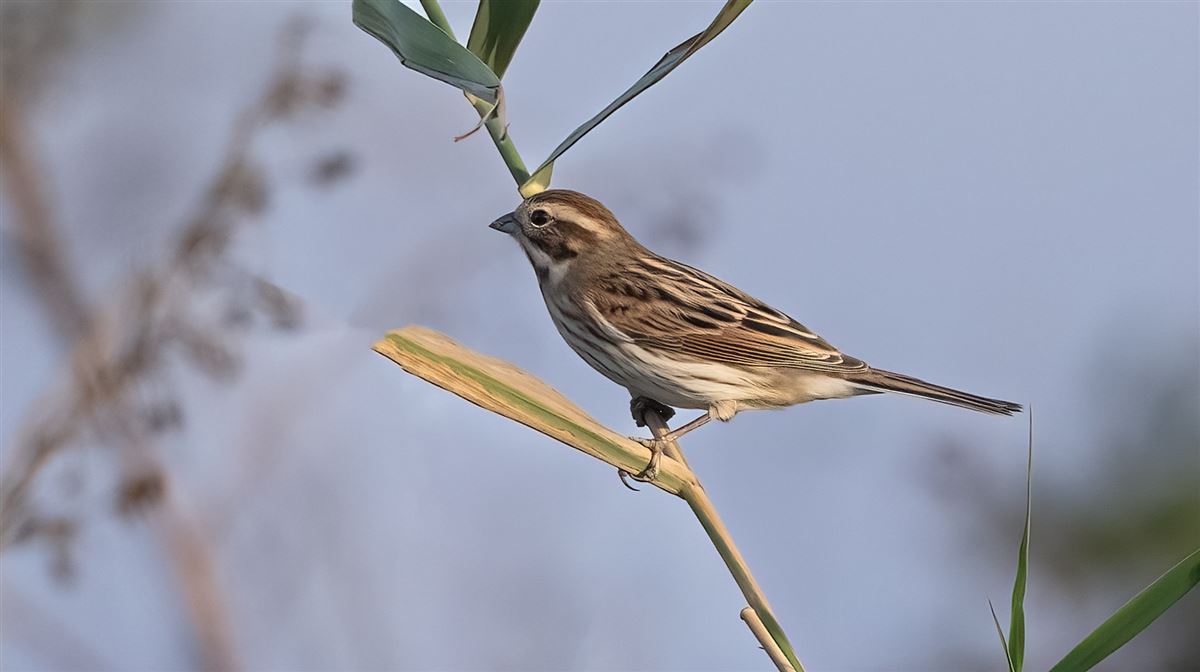 Common Reed Bunting