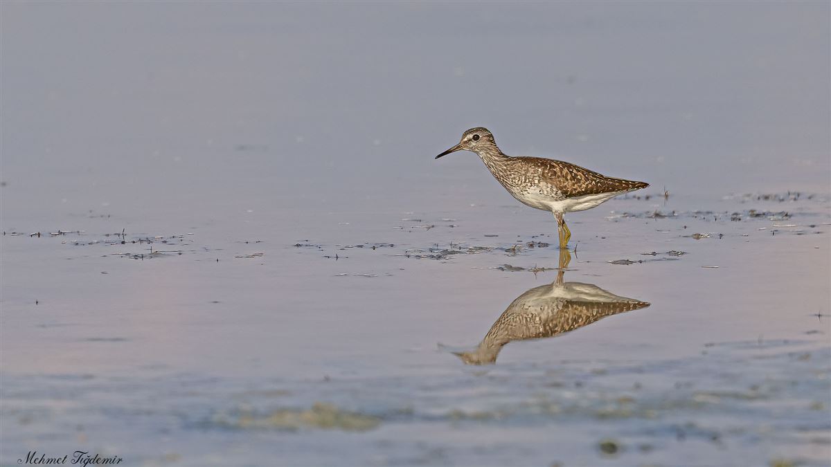 Wood Sandpiper