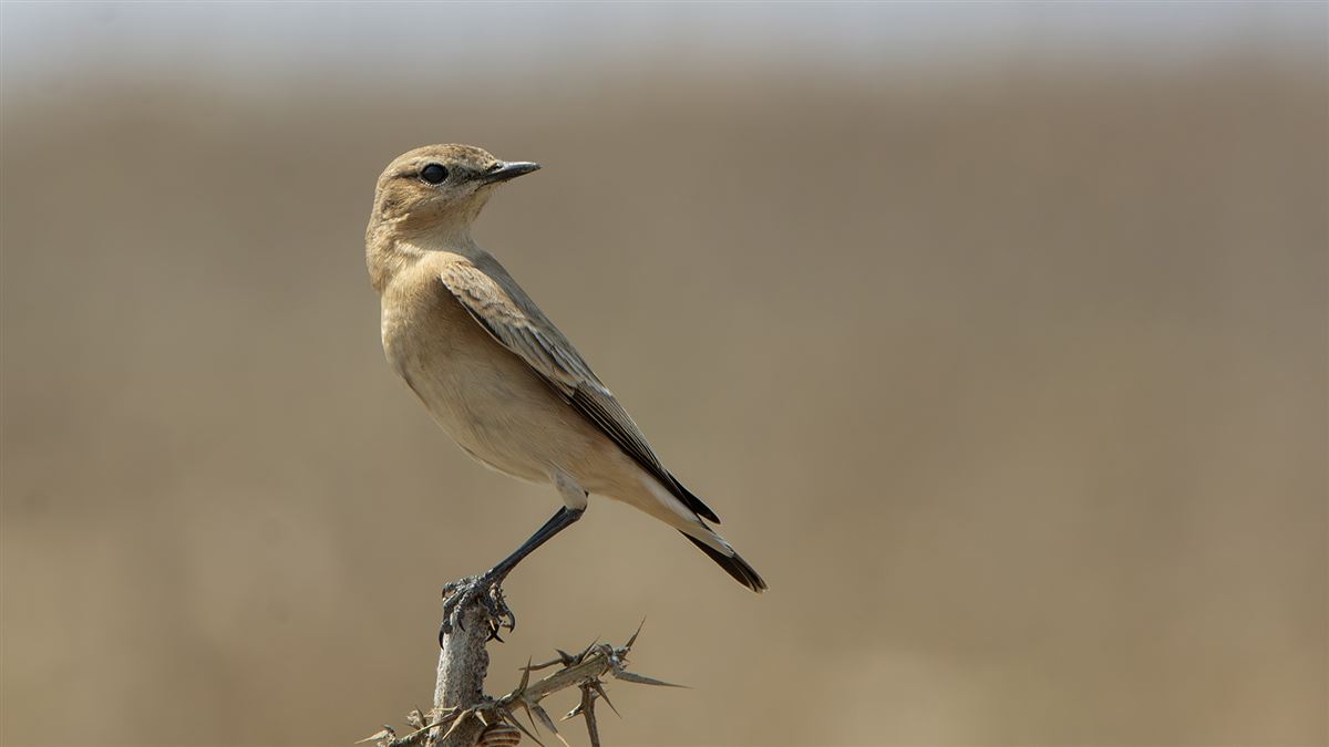 Isabelline Wheatear