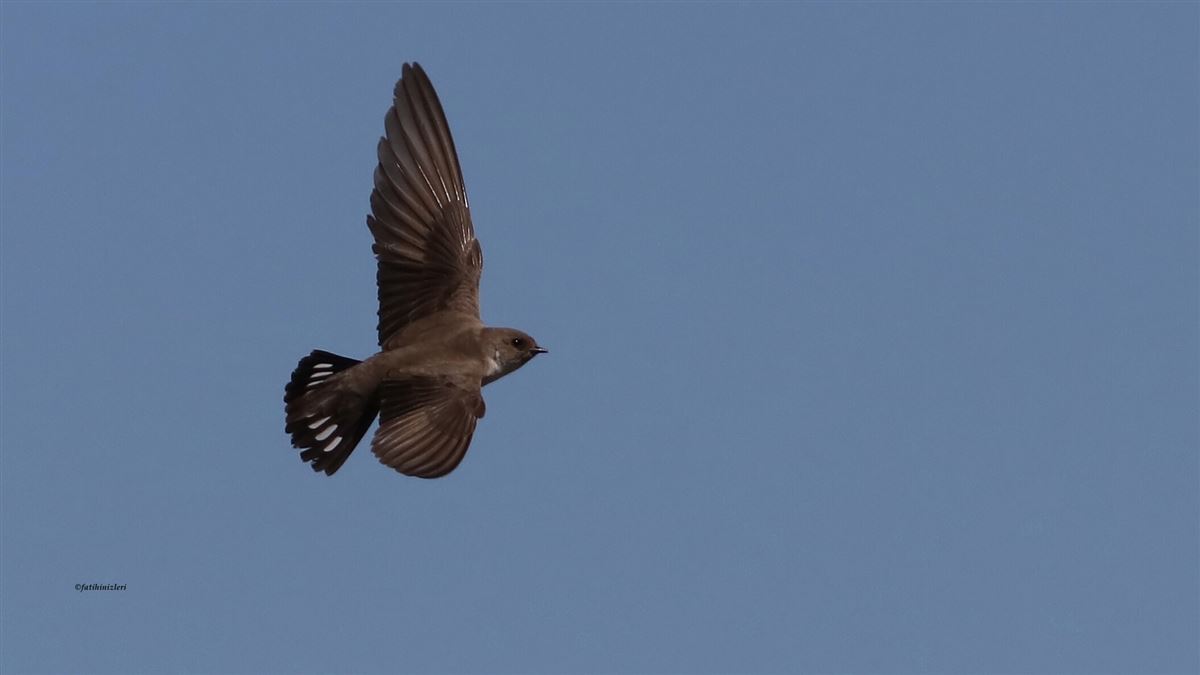 Eurasian Crag Martin