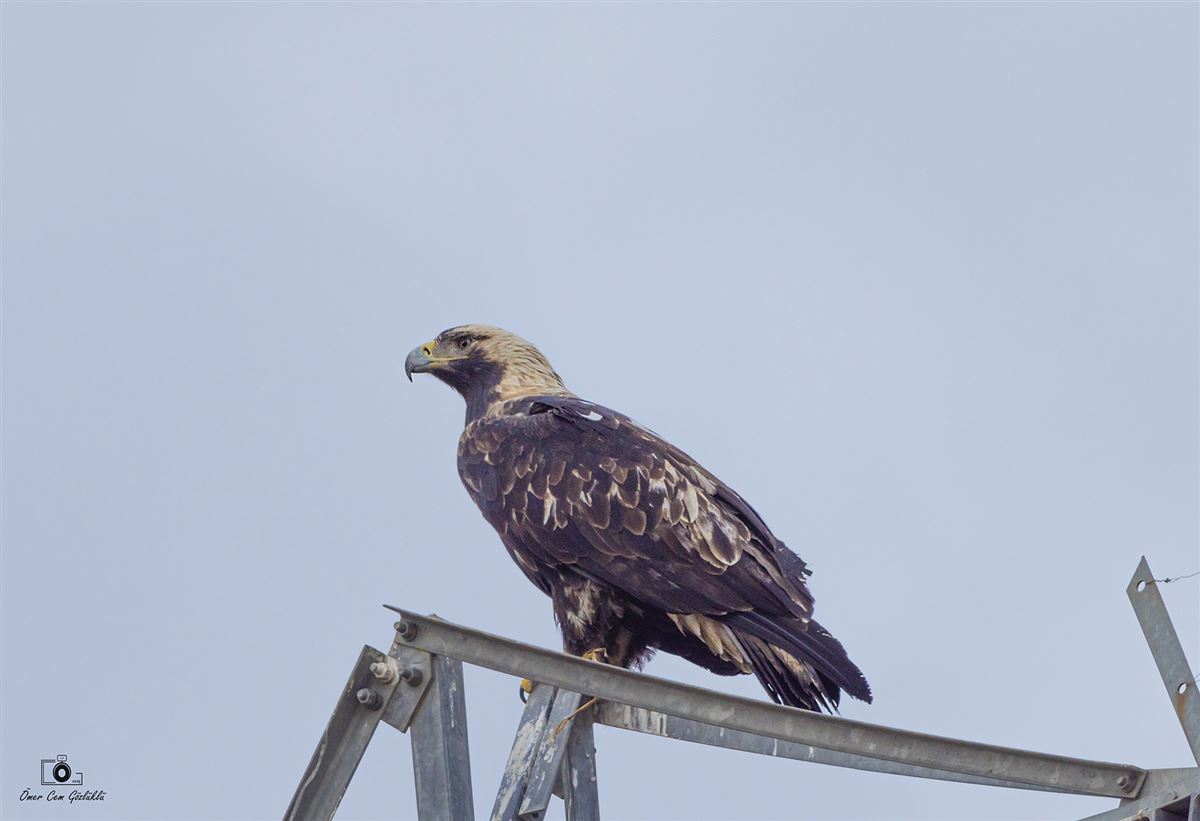 Eastern Imperial Eagle