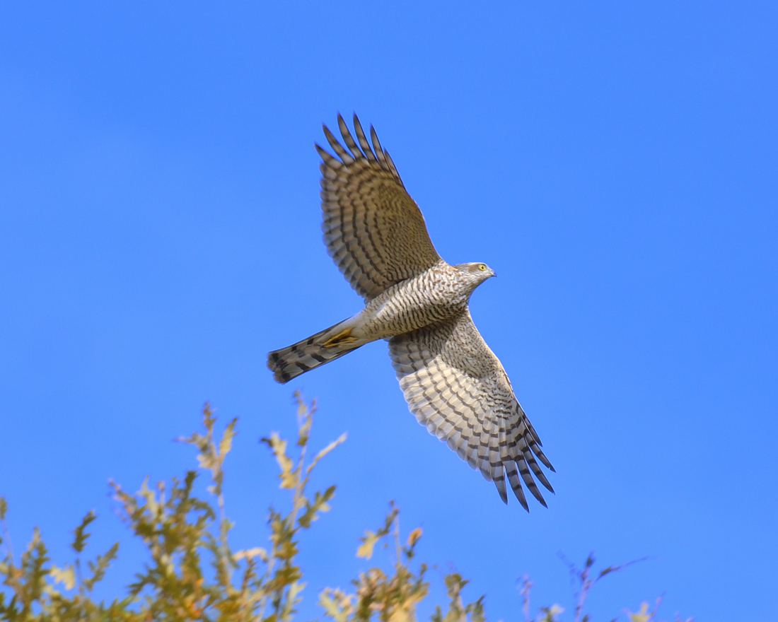 Eurasian Sparrowhawk