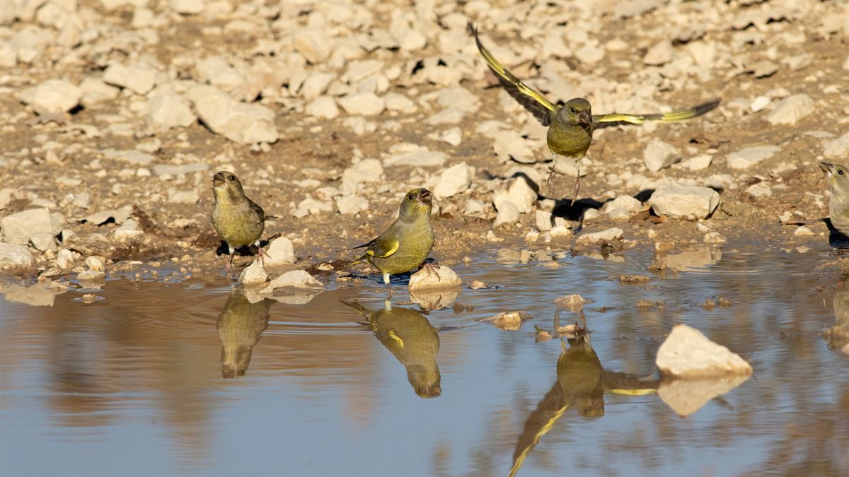 European Greenfinch