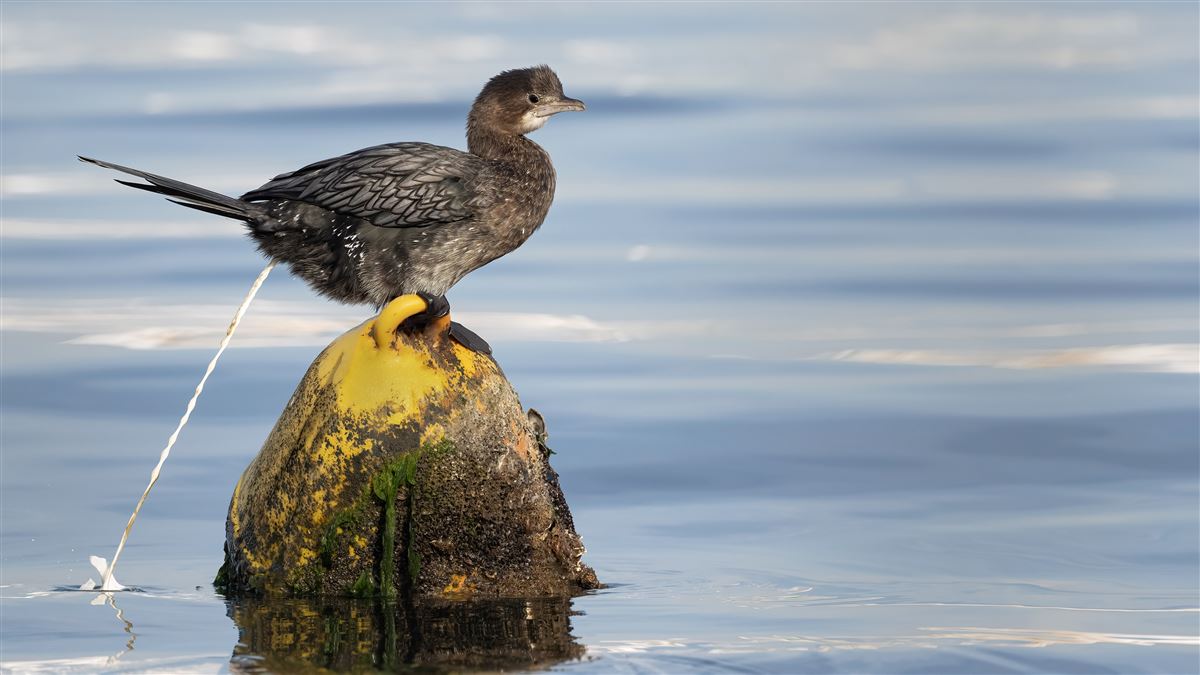 Pygmy Cormorant