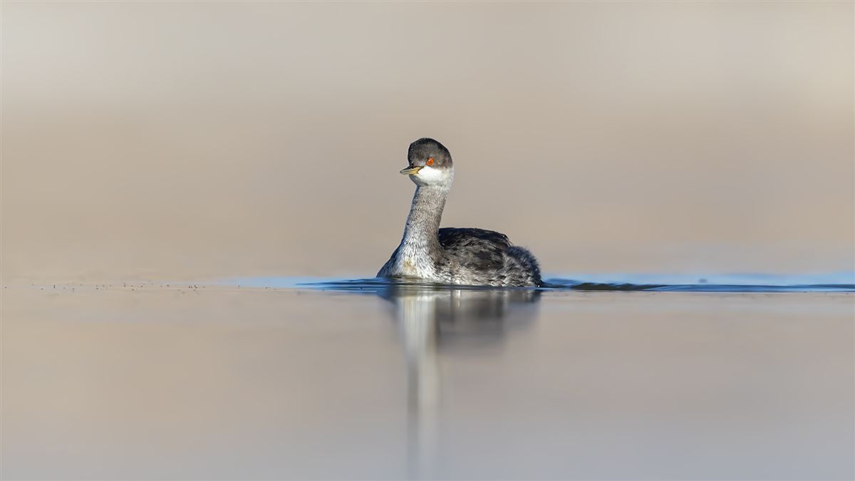 Black-necked Grebe