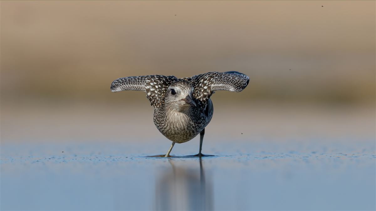 Grey Plover