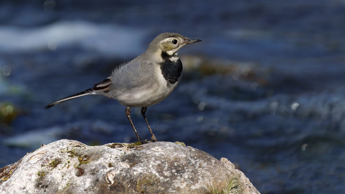 White Wagtail
