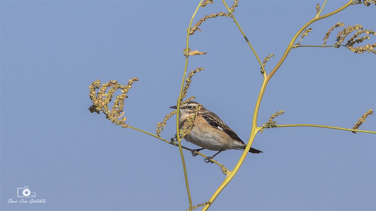 Whinchat