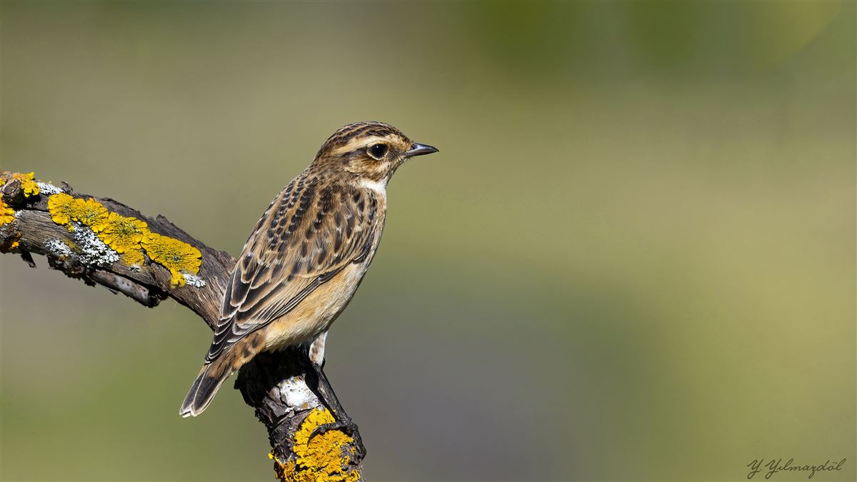 Whinchat