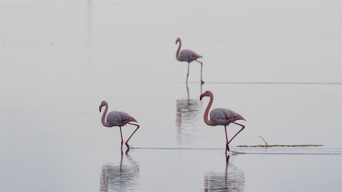 Greater Flamingo