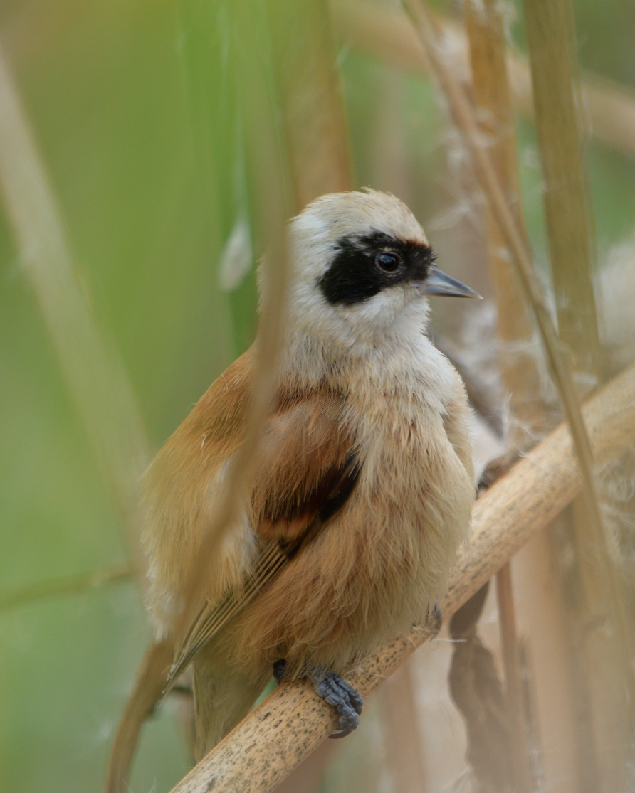 Eurasian Penduline Tit
