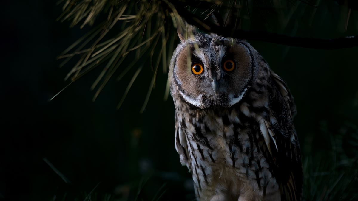 Long-eared Owl