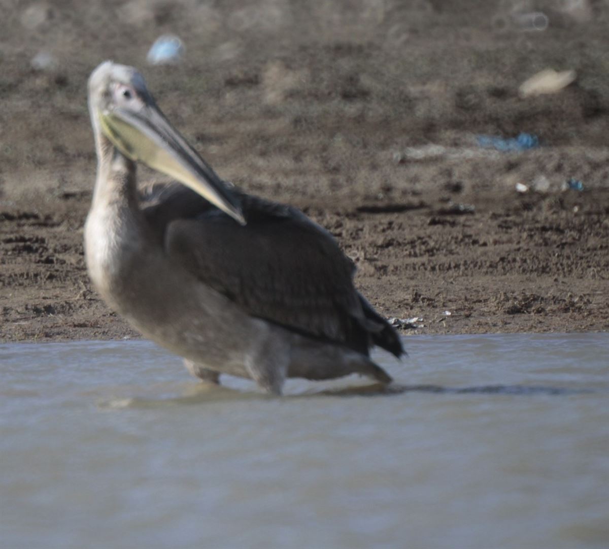 Great White Pelican