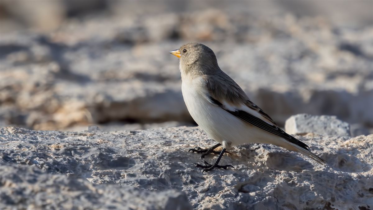 White-winged Snowfinch