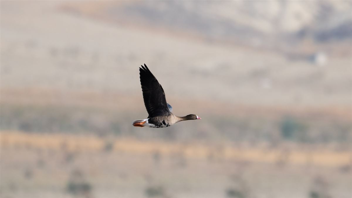Lesser White-fronted Goose