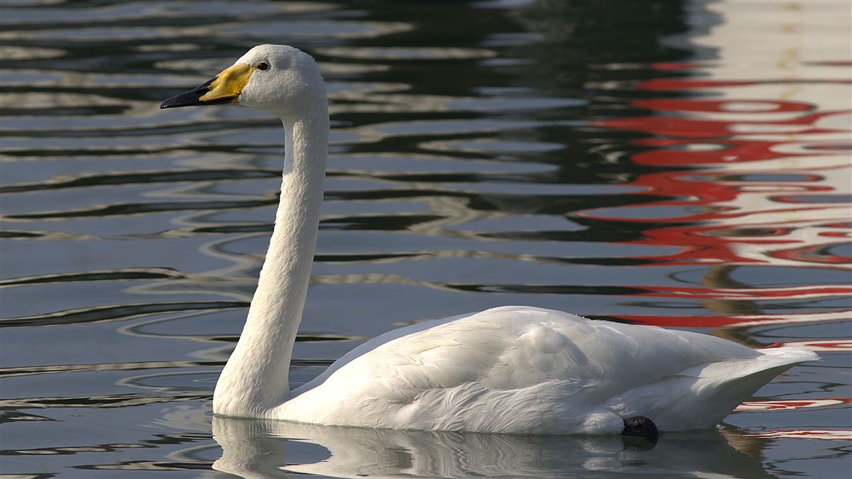 Whooper Swan