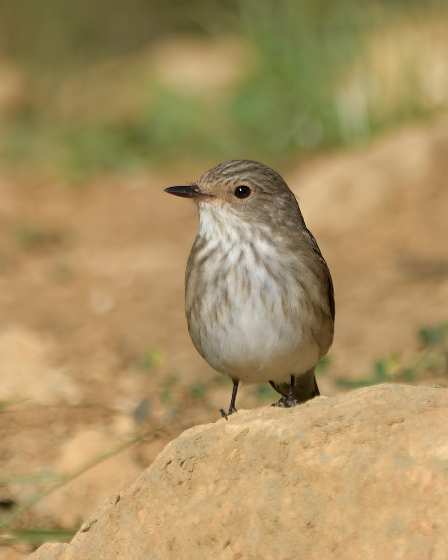 Spotted Flycatcher