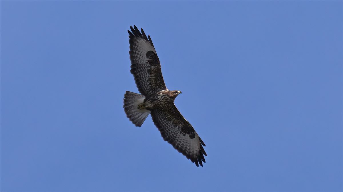 Common Buzzard
