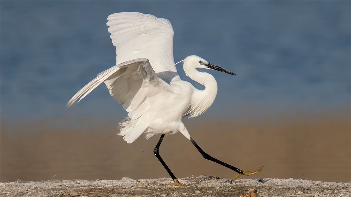 Little Egret