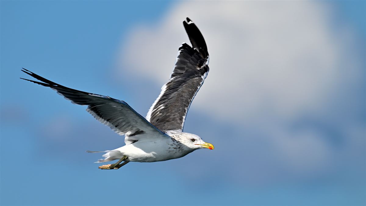 Lesser Black-backed Gull
