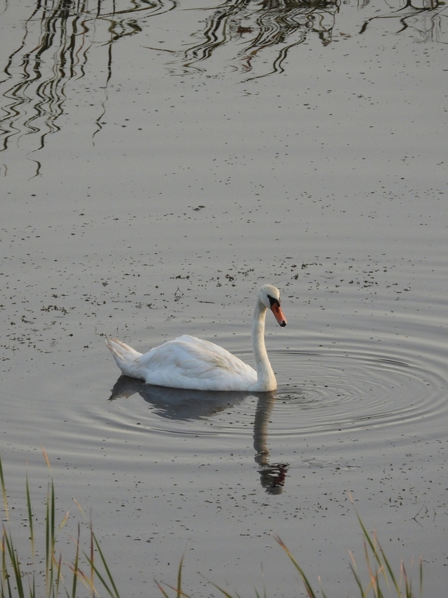 Mute Swan